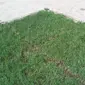 
Grass Cover menjaga rumput tetap hijau karena cahaya matahari dan air tetap bisa masuk ke rumput melalui sela-sela rangka.