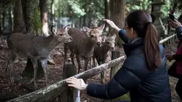 Seorang turis memberi makan rusa di taman Nara, kota Nara, Jepang pada 7 Desember 2018. Taman Nara yang memiliki luas 600 hektare ini, menjadi tempat tinggal bagi lebih dari 1.000 ekor rusa liar. (Behrouz MEHRI / AFP)