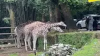 Terulang Lagi, Viral Pengunjung Taman Safari Bogor Keluar dari Mobil di Zona Terlarang
