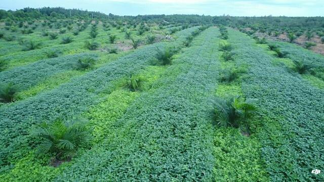 Manfaatkan Tumpangsari Sawit dan Kedelai, Kabupaten Pali Swasembada Benih Kedelai