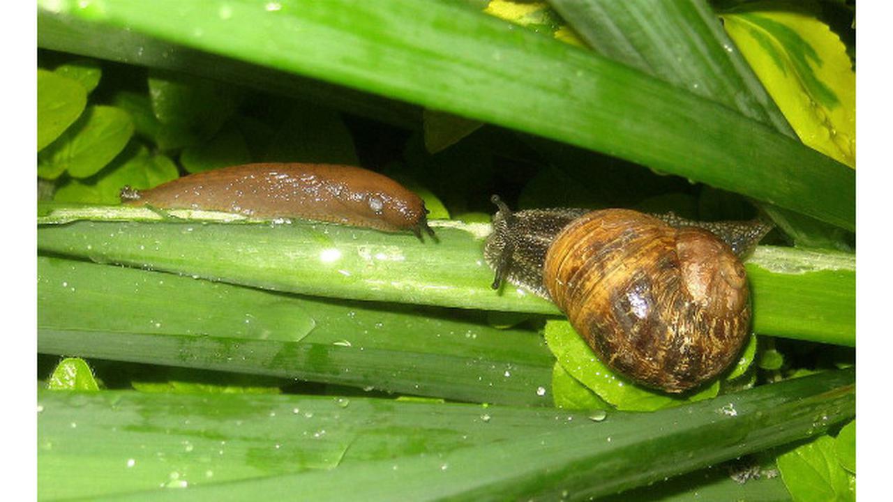 Buat Perangkap Demi Basmi Siput dan Keong