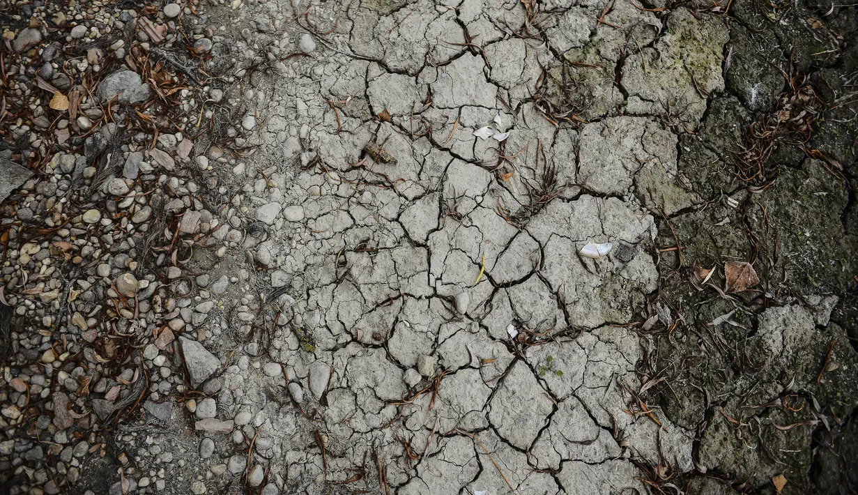 Dasar sungai Danube yang sebagian kering terlihat di Pocsmegyer dekat Budapest, Hungaria (9/8/2022). Ketinggian air Sungai Danube turun satu setengah meter dalam tiga minggu di dekat Budapest, sementara prakiraan hidrologi menunjukkan bahwa tidak ada penambahan curah hujan yang diharapkan untuk saat ini. (AP Photo/Anna Szilagyi)