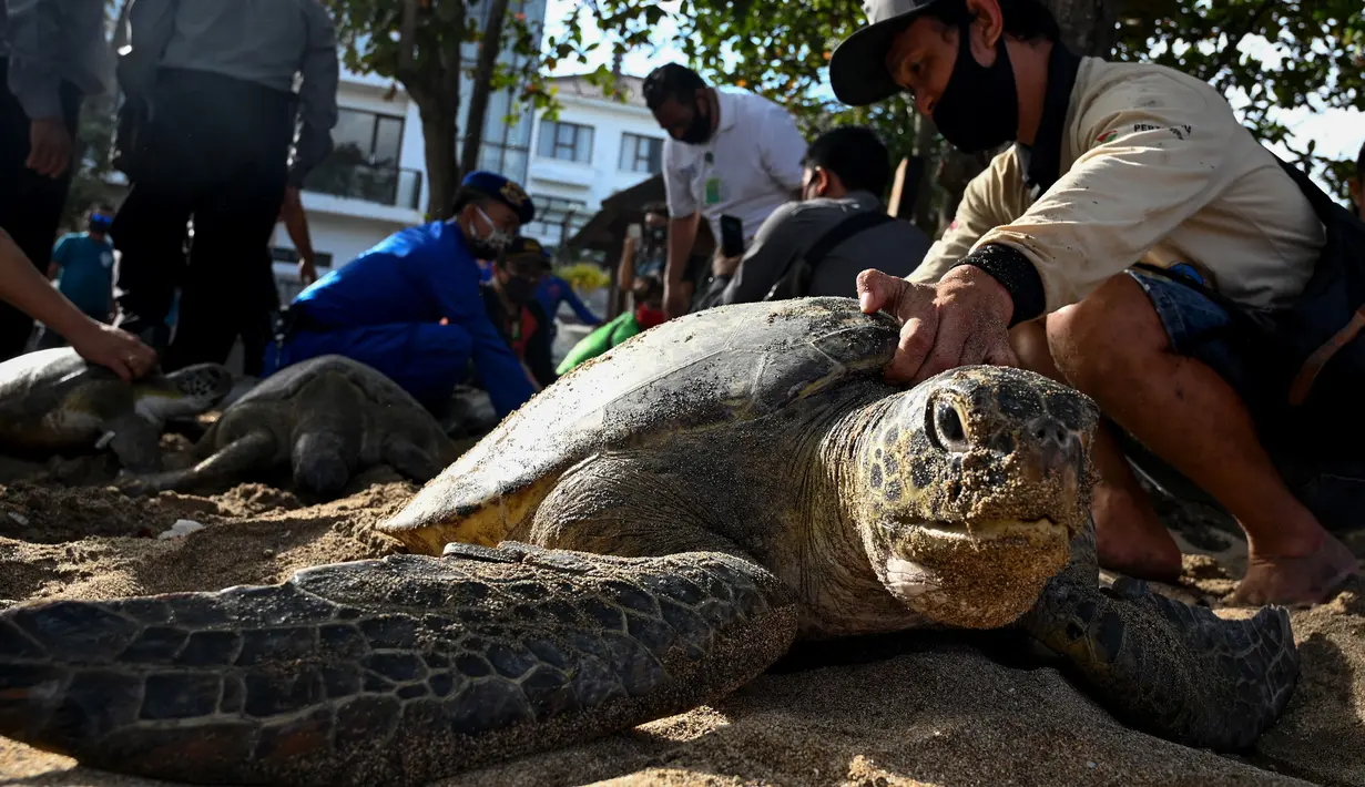 Orang-orang bersiap untuk melepasliarkan penyu hijau (Chelonia mydas) di Pantai Kuta, dekat Denpasar, Rabu (5/8/2020). Sebanyak 25 dari 36 ekor penyu hijau hasil sitaan dari upaya penyelundupan di perairan Serangan, Denpasar, dilepasliarkan. (SONNY TUMBELAKA/AFP)