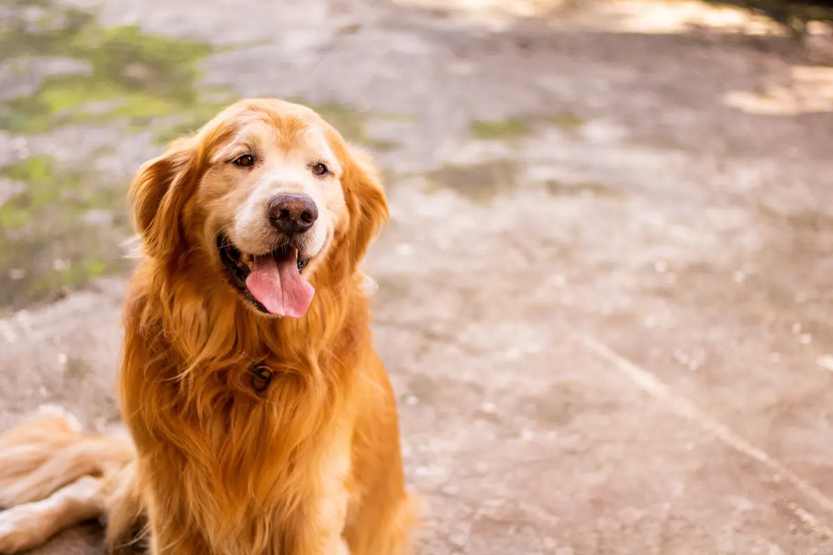 Golden (unsplash.com/ Diego Passadori)