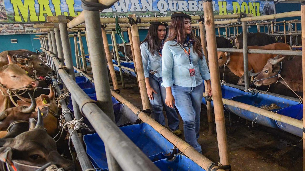 FOTO: SPG Ala Pramugari Curi Perhatian di Lapak Hewan Kurban Depok