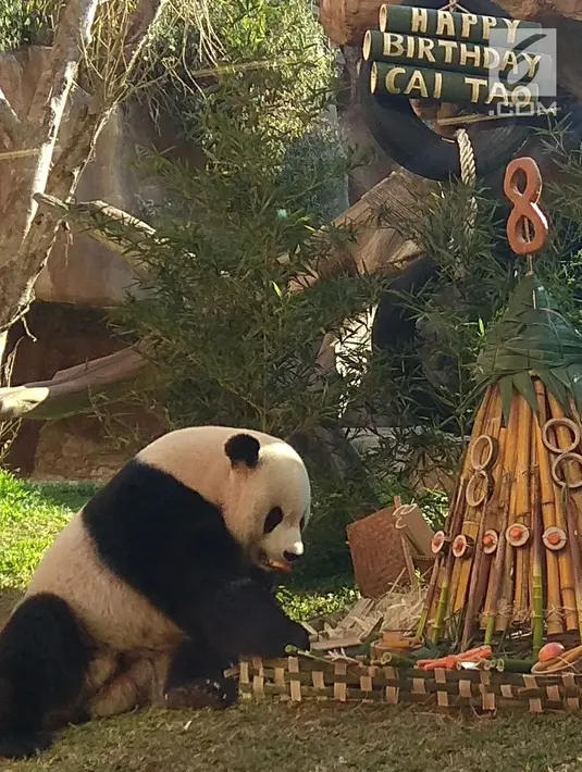 Panda Cai Tao melahap tumpeng dari pengelola Taman Safari Indonesia hadiah ulang tahunnya yang ke-8 yang jatuh pada tanggal 4 Agustus 2018. Cai Tao berada di Taman Safari Indonesia sebagai pinjaman dari pemerintah China. (Liputan6.com/Achmad Sudarno)