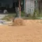 Bulog Serap 3,2 Juta Ton Gabah Petani Setara Beras