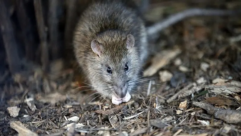 Tikus di Paris (foto: newsela)