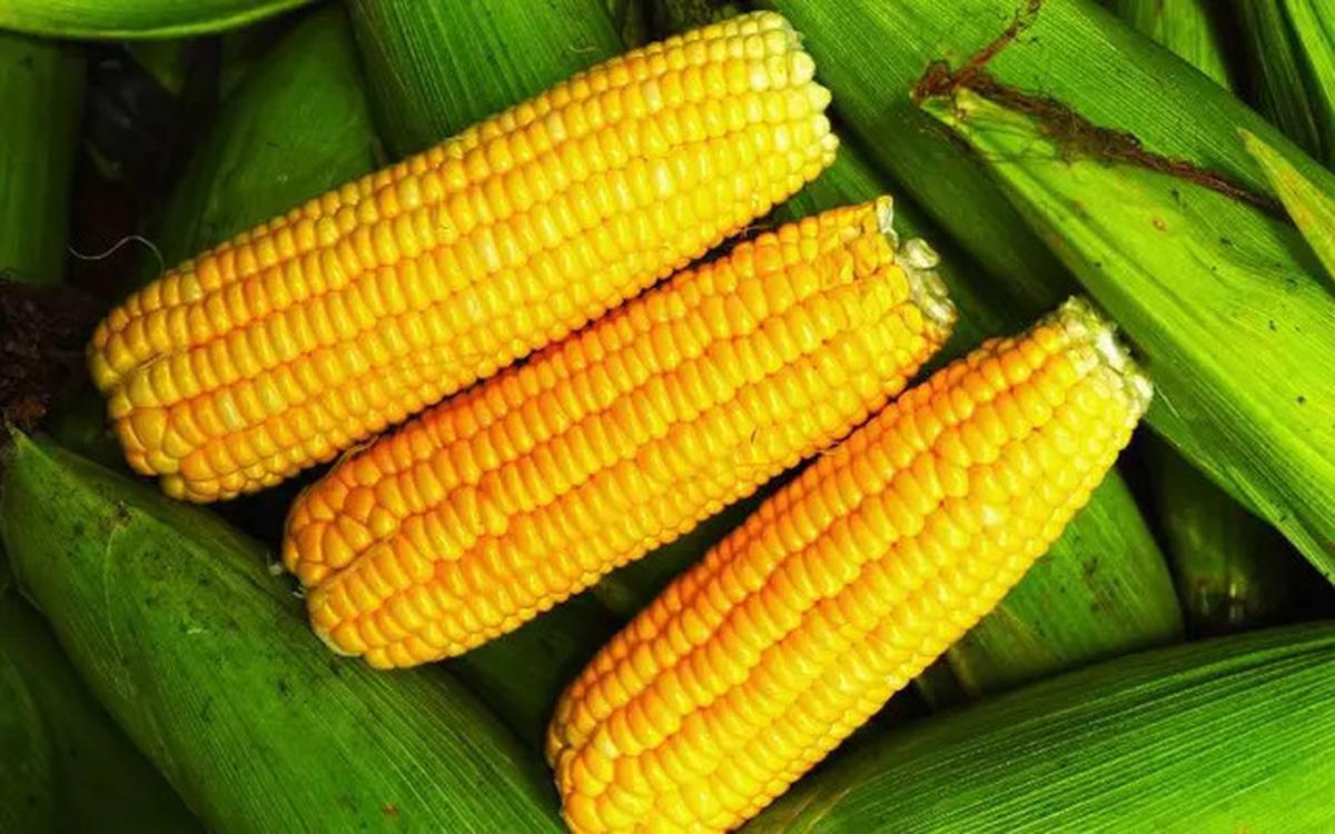 Pilihan Makanan Karbohidrat Rendah Gula yang Cocok untuk Diet dan Kesehatan