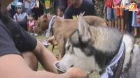 [VIDEO] Karnaval Anjing-anjing Cerdas di Salatiga