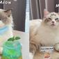 Aksi Kucing Bikin Minuman Layaknya Bartender, Bikin Gemas. (Sumber: TikTok/thatlifflepuff)