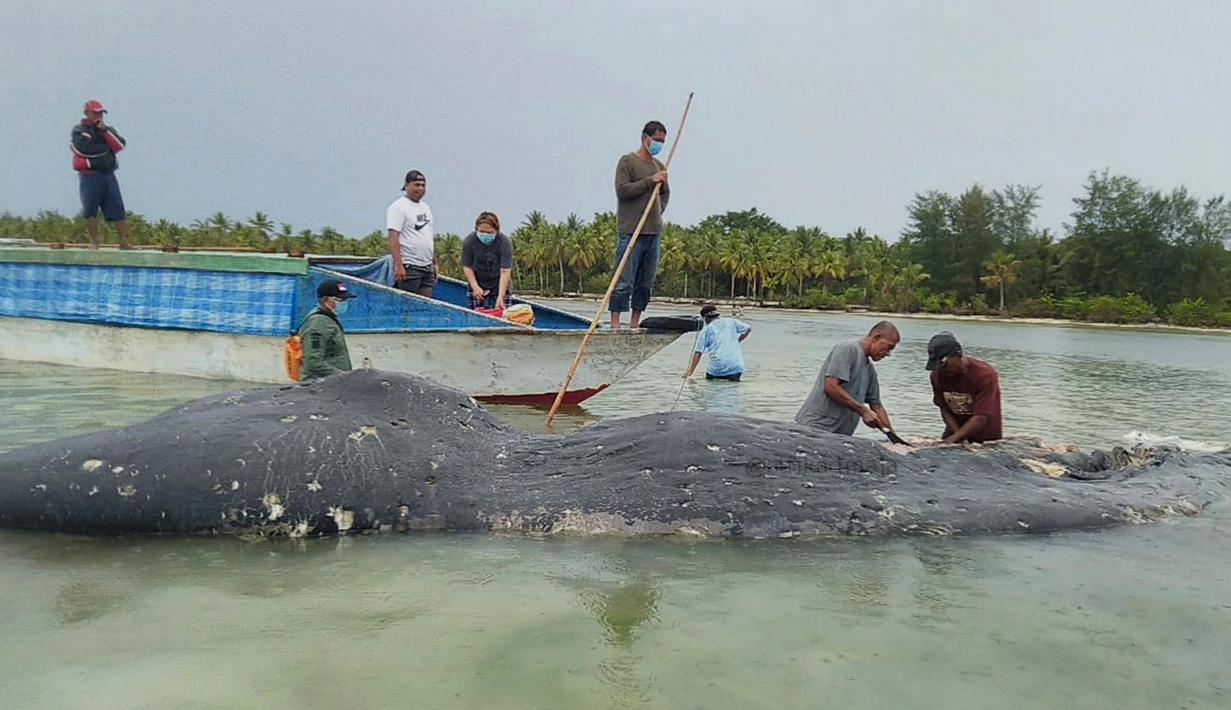 Foto tak bertanggal, peneliti mengumpulkan sampel bangkai paus sperma di perairan Wakatobi, Sulawesi Tenggara. Paus dengan panjang 9,5 meter itu ditemukan dalam kondisi sudah mati dan mulai membusuk. (Muhammad Irpan Sejati Tassakka, AKKP Wakatobi via AP)