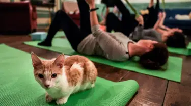 Seekor kucing duduk di atas matras yoga selama kelas yoga bersama kucing  di kafe kucing Brooklyn, New York, Rabu (13/3). Kafe ini menawarkan tempat latihan yoga dengan ditemani kucing-kucing menggemaskan. (REUTERS/Jeenah Moon)