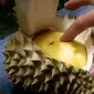 Durian musang king asal Malaysia memiliki ciri warna kuning yang menggiurkan.