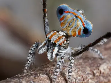 Spesies baru ditemukan yaitu Laba-laba merak Australia. Laba-laba dengan ukuran yang kecil ini mempunyai corak warna yang indah. (Reuters/Jurgen Otto)