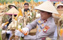 Polda Metro Jaya Perkuat Ketahanan Pangan Nasional Melalui Panen Jagung dan SPPG