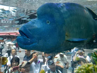 Seekor ikan humphead wrasse atau ikan Napoleon berenang di dalam akuarium besar saat pameran Sony Aquarium 2017 di Tokyo (31/7). Ikan Napoleon ini merupakan salah satu ikan karang terbesar di dunia. (AFP Photo/Akuhiro Nogi)