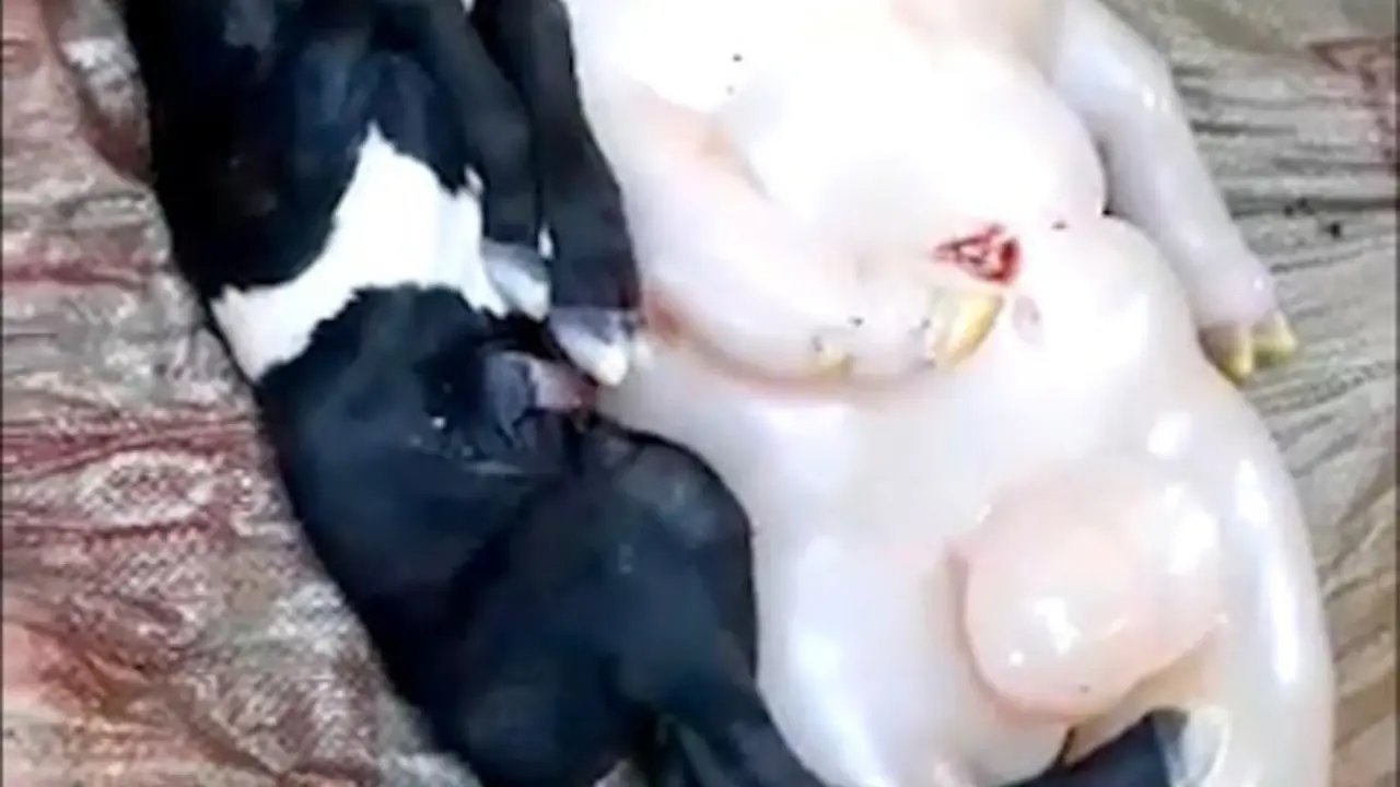 Geger, Induk Kambing Melahirkan Makhluk Setengah Babi Setengah Manusia