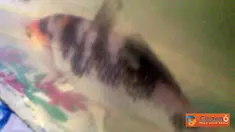 Citizen6, Malang: Seekor ikan koi yang berada di Malang memiliki keunikan yang terletak pada badannya. Di tubuh ikan koi terdapat lafadz Allah yang sangat jelas. (Pengirim: Haris)