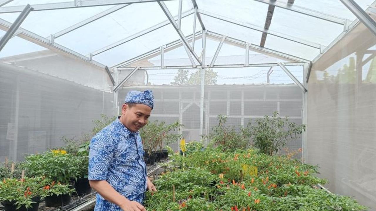 Prof Syukur IPB: Kisah Unik 'Anies' dan 'Si Gemoy' dalam Varietas Cabai Unggulan IPB