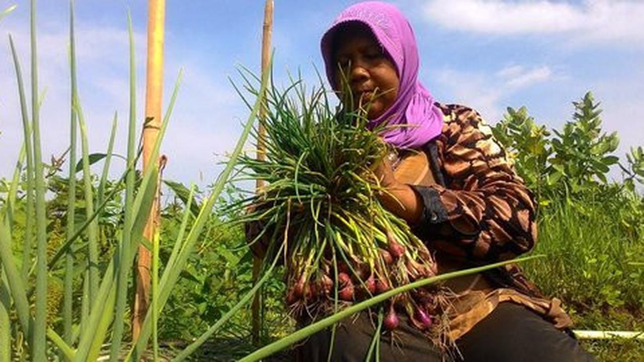 Petani bawang Aceh Besar mengeluh pemerintah tak bantu pemasaran