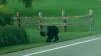 Seekor beruang hitam tampak berkeliaran di jalan raya Perry Township, dengan sebuah ember yang tersangkut di kepalanya.