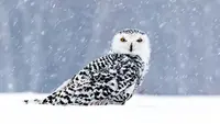Top 15 Most Beautiful Animal in the World