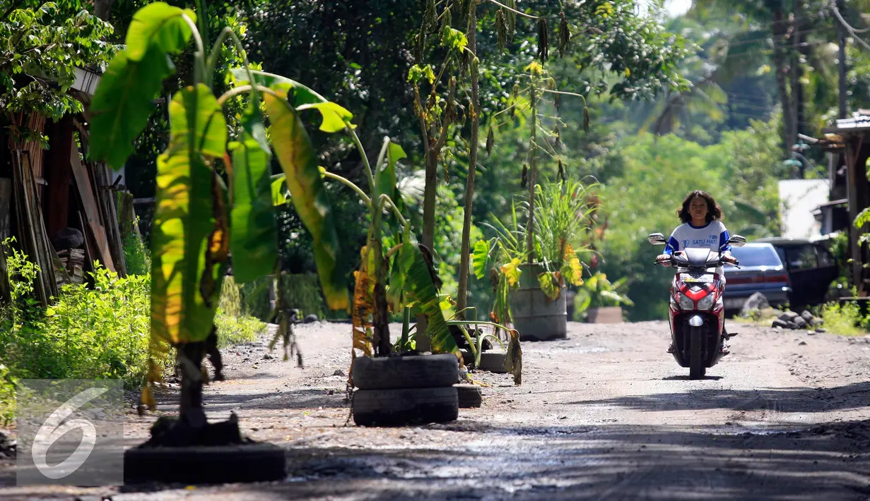 Pengendara motor melintasi jalan Desa Glagahsari, Cangkringan Sleman yang di tanami sejumlah pohon, (23/2). Aksi penanaman pohon sebagai bentuk protes atas rusaknya jalan yang belum diperbaiki sejak 5 tahun letusan Merapi. (Liputan6.com/Boy Harjanto)