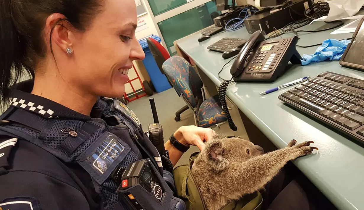 Petugas polisi bersama bayi koala yang ditemukan di dalam tas seorang wanita di Brisbane, Senin (7/11). Bayi koala itu ditemukan di dalam tas wanita 50 tahun setelah polisi Australia menangkapnya dalam pemeriksaan rutin lalu lintas. (AFP Photo)