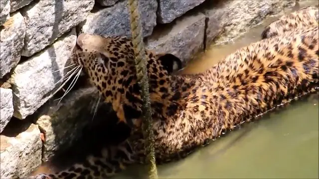 Begini Cara Menolong Leopard Yang Jatuh Dalam Sumur 