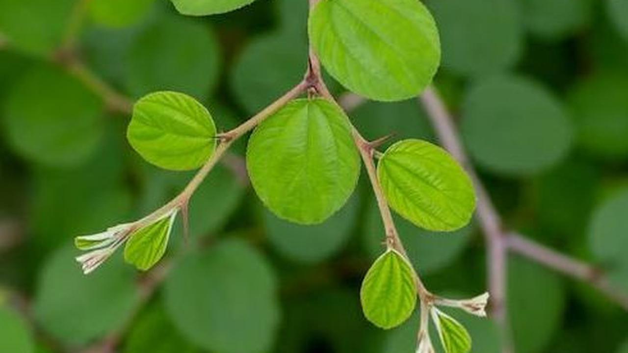 Manfaat Daun Bidara