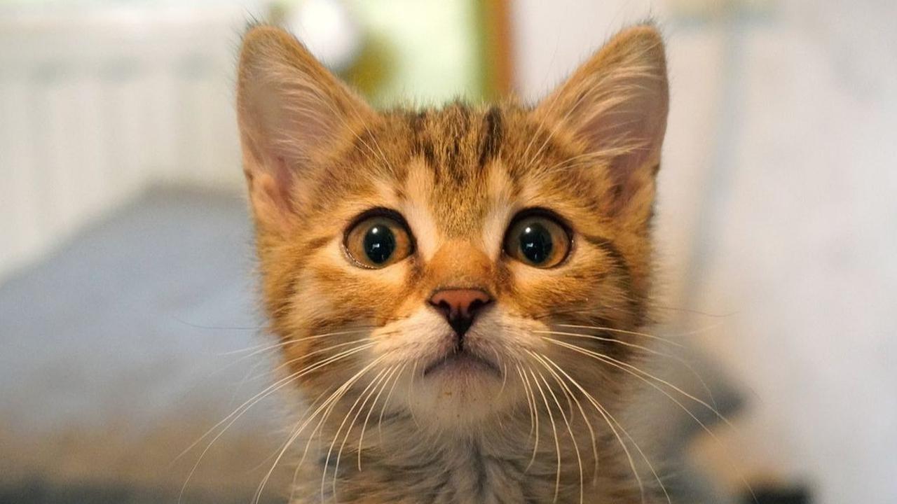 Cerita Kucing Lucu: Kucing Kecil Ceroboh