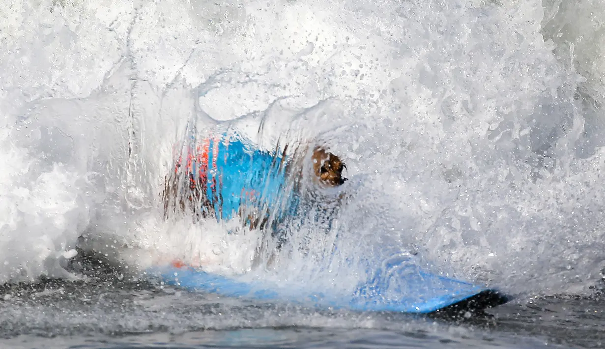 Seekor anjing ambil bagian selama acara tahunan Surf City Surf Dog di Huntington Beach, California padaSabtu (25/9/2021). Para anjing menaklukkan ombak di atas papan surfingnya. (AP Photo/Ringo H.W. Chiu)