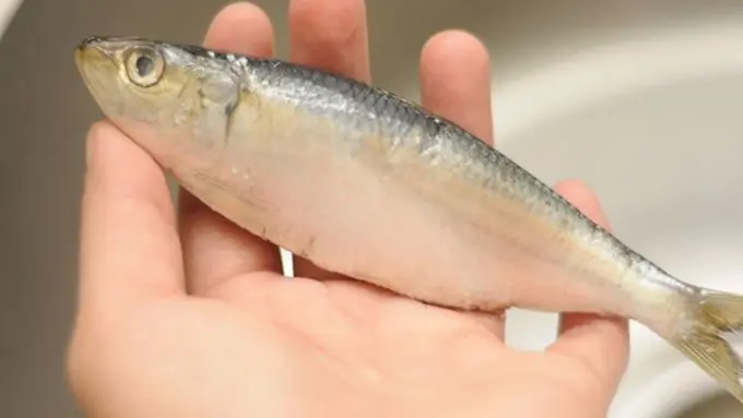 Foto: copyright wikihow