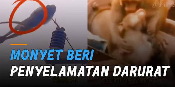 VIDEO: Temannya Tersengat Listrik, Monyet Beri Penyelamatan Darurat