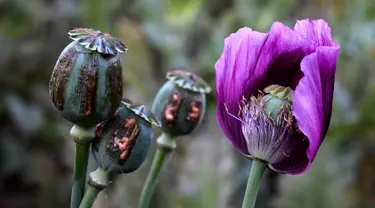 Penampakan tanaman opium di sebuah ladang di Hopong, Shan, Myanmar, Sabtu (2/2). Ladang opium di Myanmar terus menurun. (Ye Aung THU/AFP)