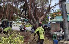 Terungkap! 6.007 Pohon Rawan Tumbang Jakarta Utara Ditangani Sepanjang 2025 Demi Keamanan Warga