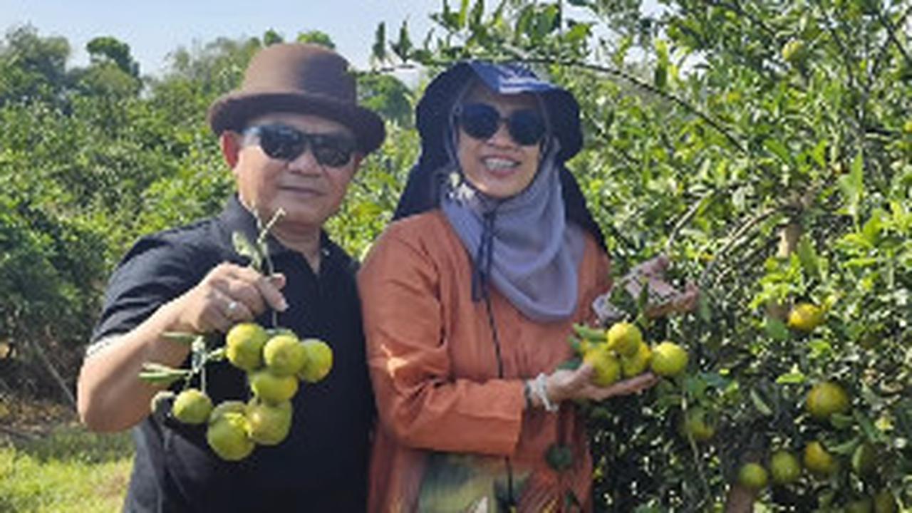 Wajah Ceria Eks Kasad Bareng Istri Tercinta Panen Jeruk, Makin Semangat Berkebun Bawa Kebahagian