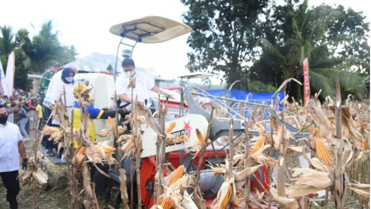 Menteri Koordinator Bidang Perekonomian (Menko) Airlangga Hartarto melakukan panen raya jagung di Desa Dulupi, Kecamatan Dulupi, Kabupaten Boalemo (Arfandi Ibrahim/Liputan6.com)