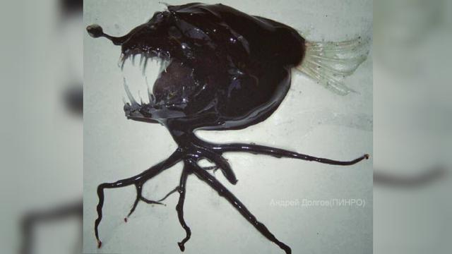 Setan laut berjenggot