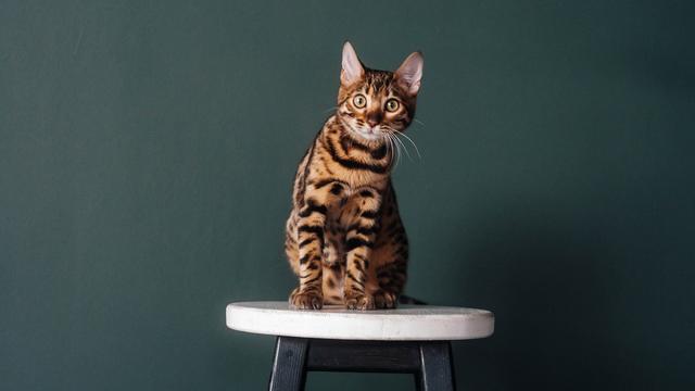 Kucing Bengal