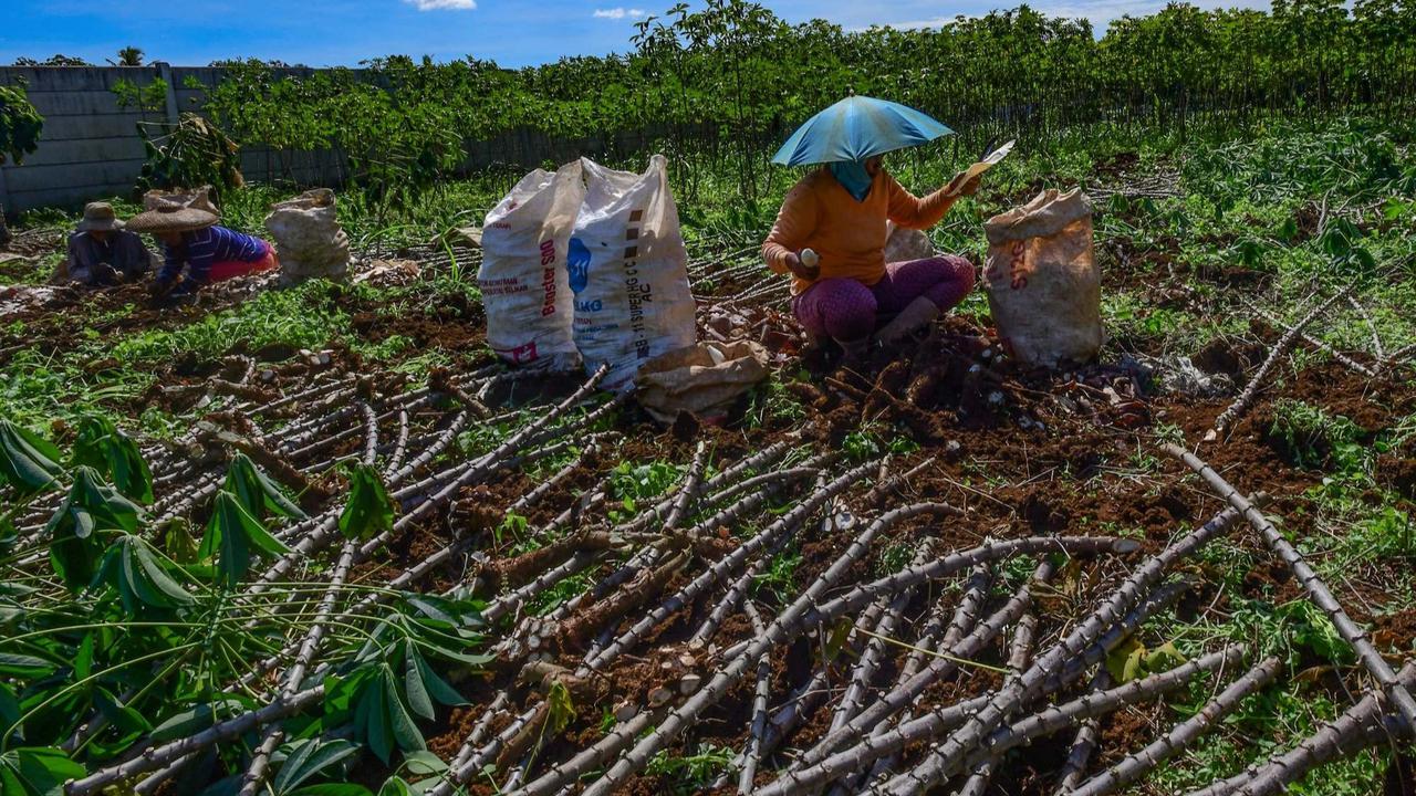 Petani menjerit harga singkong anjlok