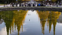 Orang-orang yang memakai masker pelindung untuk membantu mengekang penyebaran virus corona berjalan melalui deretan pohon ginkgo saat daun kuning cerah tercermin di permukaan air mancur  di Tokyo (29/11/2021). (AP Phot/Kiichiro Sato)