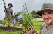 Penampilan David Beckham saat Berkebun, Panen Daun Bawang Buat Victoria