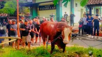 Sapi Kurban Jumbo Bertuliskan TIW Dikirim ke Masjid di Sleman Yogyakarta