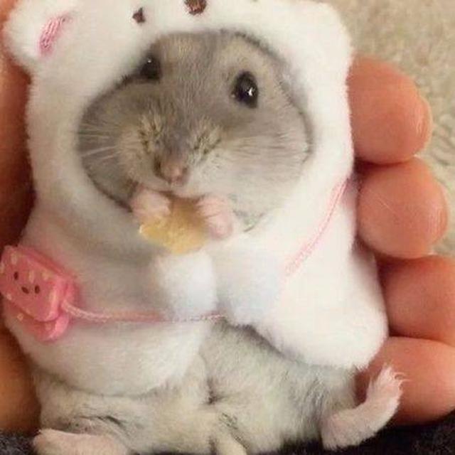7 Potret Lucu Hamster saat Didandani Ini Tampil Menggemaskan