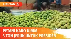 Ratusan petani dari tiga kecamatan di Kabupaten Karo, Sumatera Utara, mengirimkan 3 ton buah jeruk pada Presiden Jokowi. Pengiriman oleh-oleh jeruk ini diharapkan membuat Presiden memperhatikan desa mereka, terutama infrastruktur jalan yang selama 25...