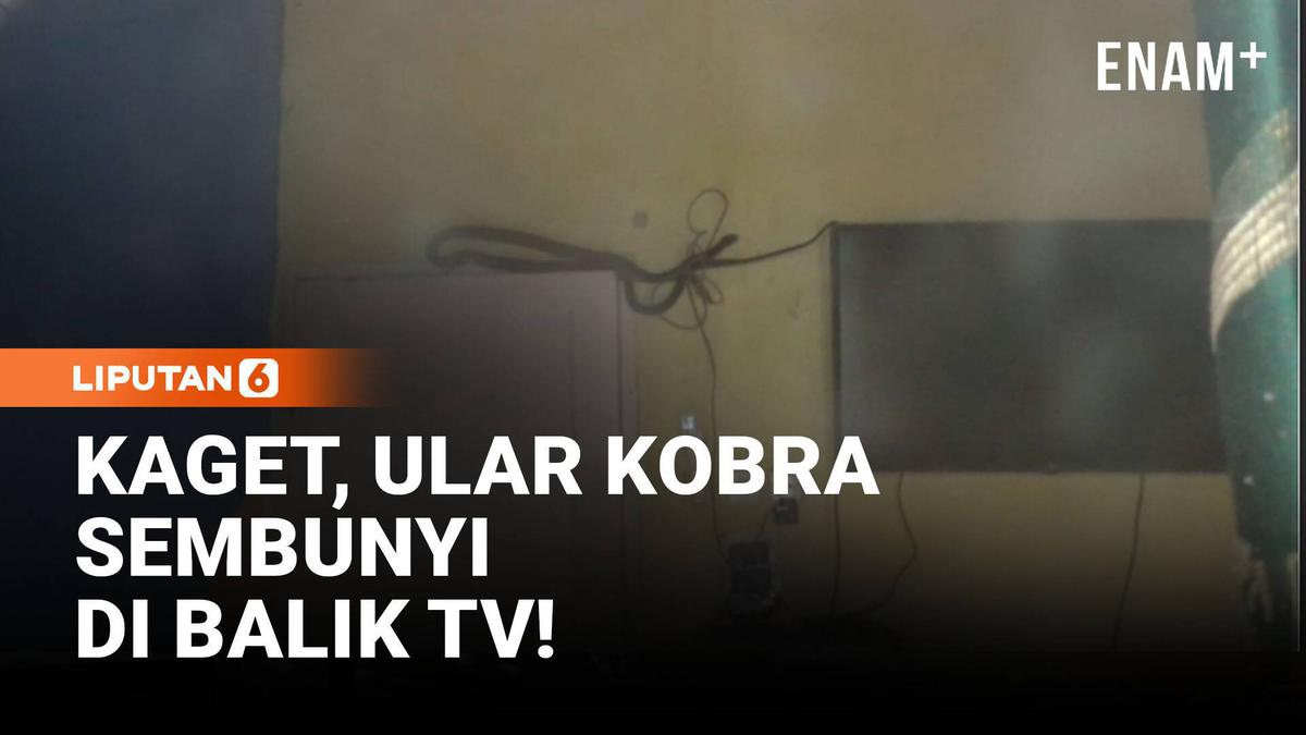 Disangka Karet Ban, Ular Kobra 2 Meter Sembunyi di Balik TV