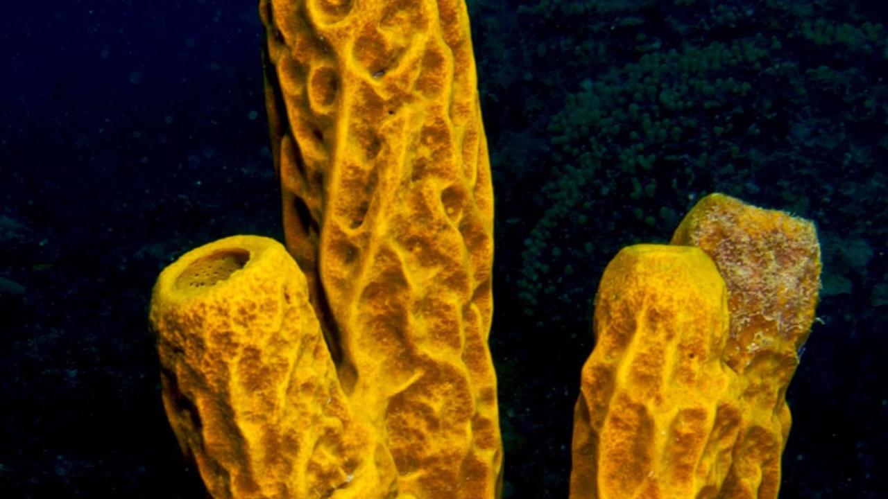 9 Hewan Laut Tertua di Dunia yang Masih Hidup Hingga Sekarang