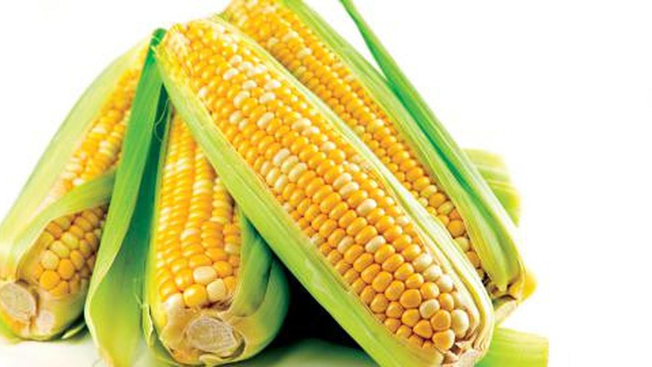 Fakta di balik 5 mitos jagung manis